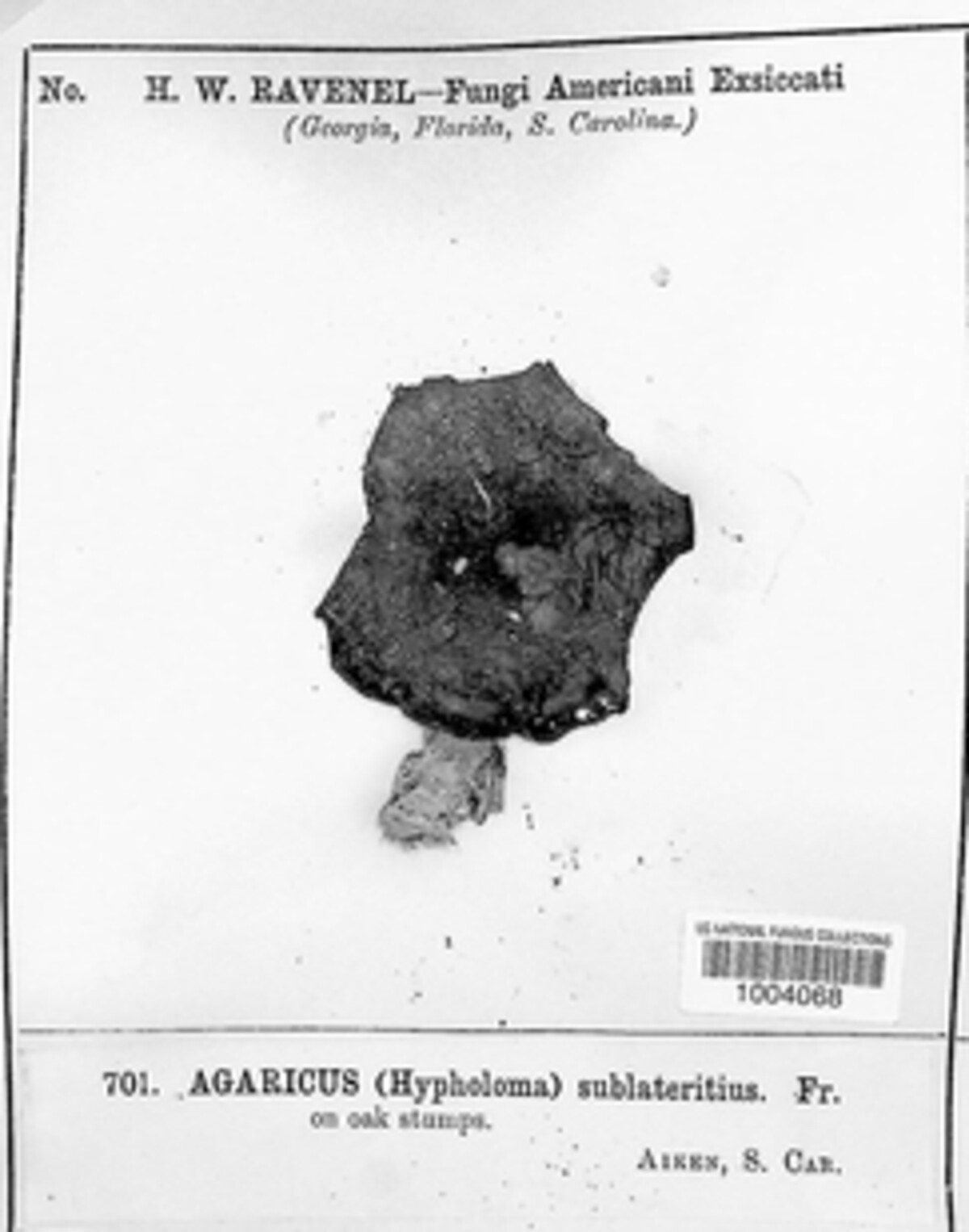 Hypholoma lateritium image